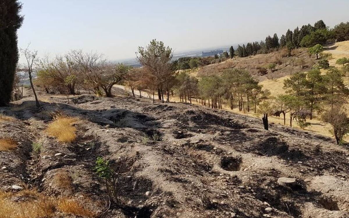 مهار آتش سوزی در بوستان جنگلی چیتگر