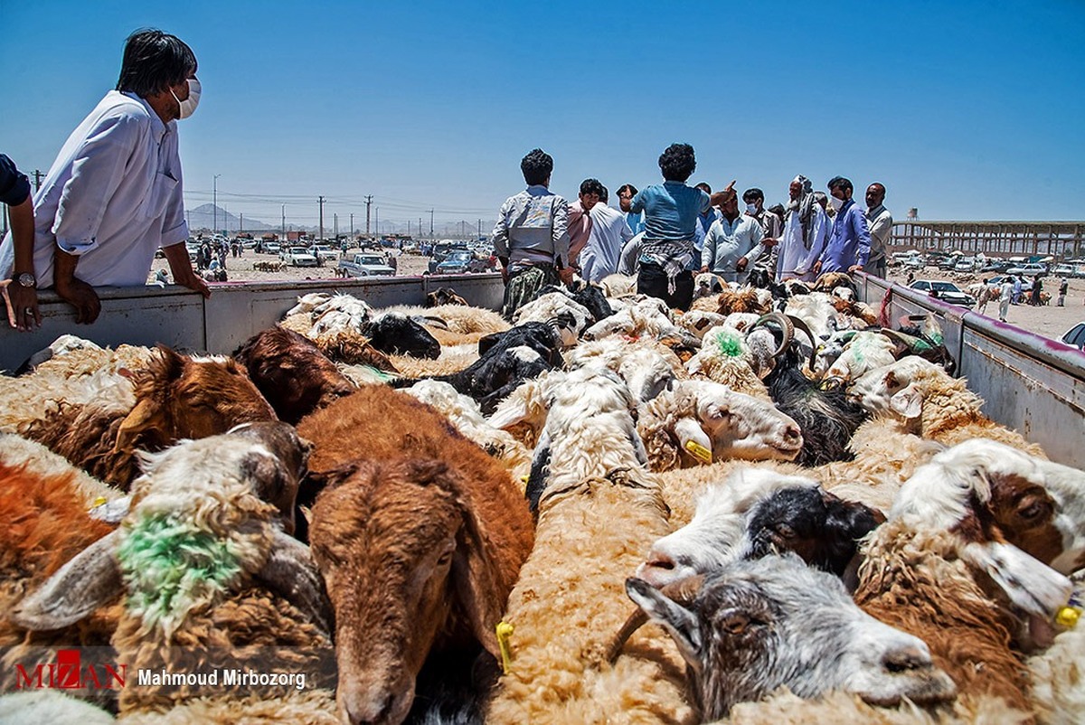 قاچاقچی دام در بردسیر بیش از ۲ میلیارد ریال جریمه شد