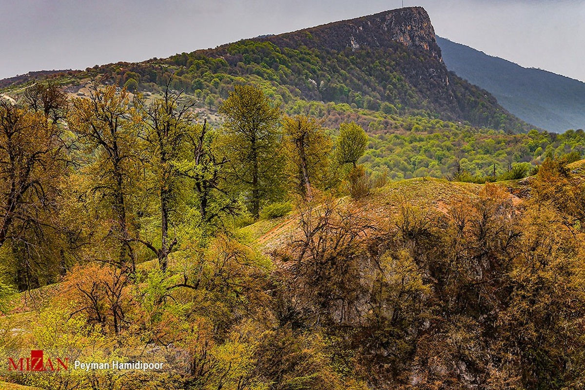 بیش از ۲۵۰ هکتار جنگل و مرتع با رای دادگاه‌های استان گلستان به منابع‌‍‌طبیعی بازگشت