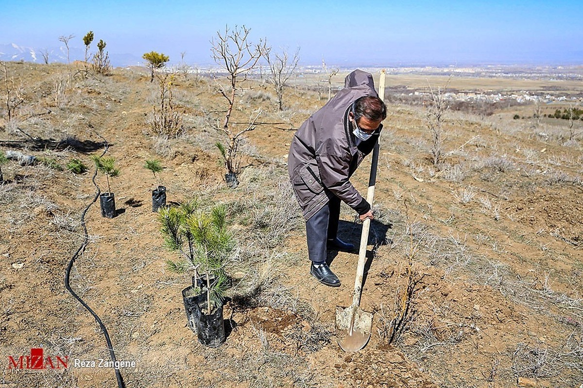 کاشت ۱۰۰ اصله درخت مجازات جایگزین حبس یک پرونده قضایی در لرستان شد