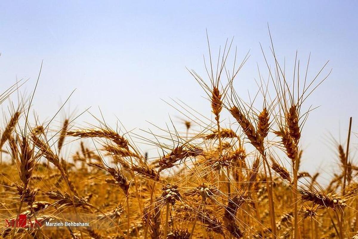 رشد ۴۰ هزار تُنی خرید تضمینی گندم/ ۴۳ درصد مطالبات گندم‌کاران پرداخت شد