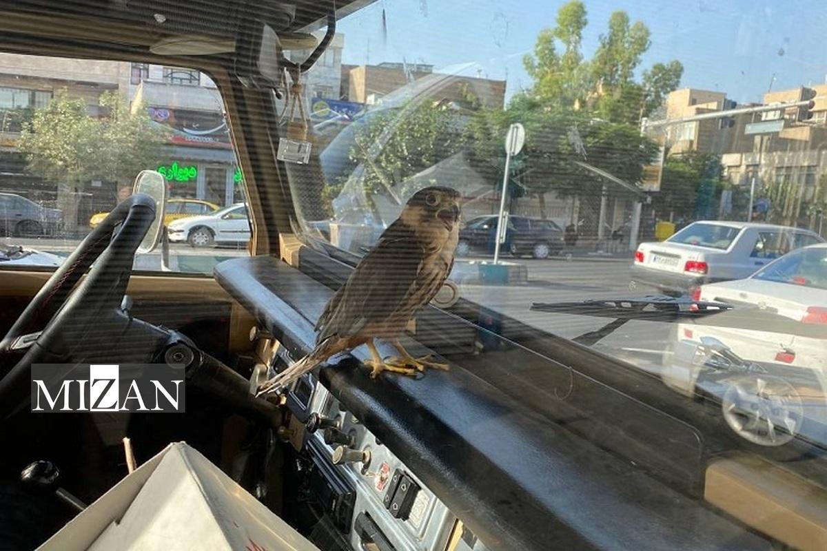 ثبت یک تصویر عجیب در تهران؛ شاهین روی داشبورد خودرو سواری