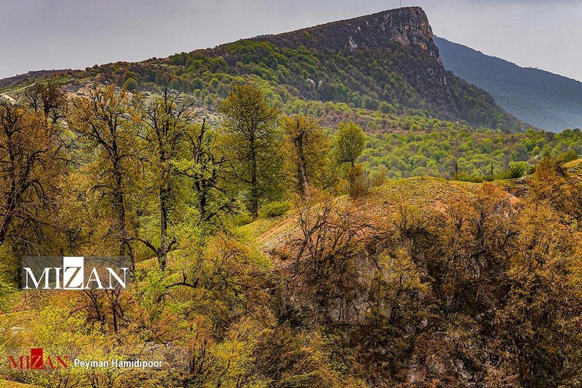 دادگستری گلستان مانع از دست‌اندازی به ۹۰ هزار متر از اراضی دولتی در جنگل توسکستان شد