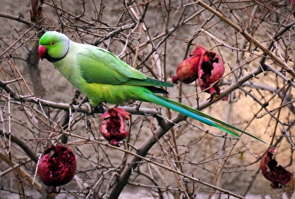 روز ملی پرنده‌نگری